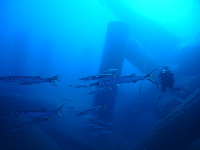 Haz submarinismo con los peces